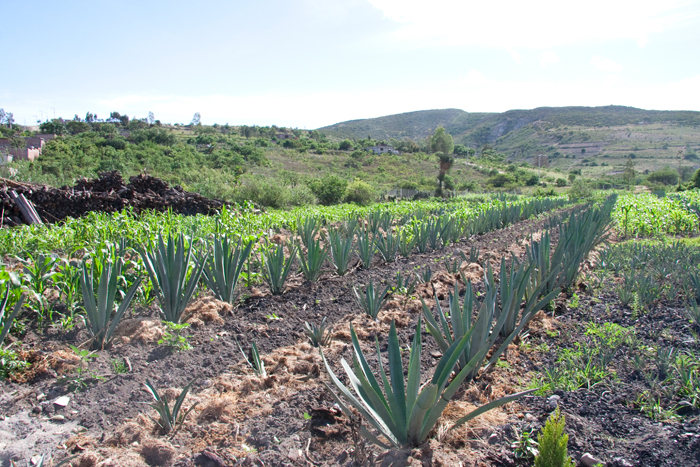 Productores favorecen el crecimiento económico de la industria del mezcal