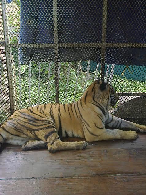 Animales silvestres presentan evidentes condiciones de desnutrición