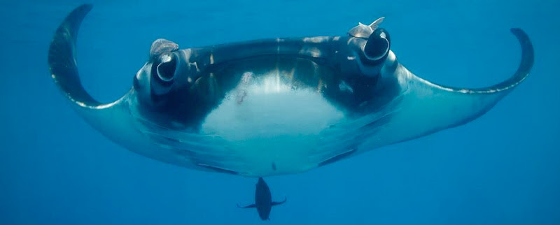 La increíble manta gigante del archipiélago de Revillagigedo