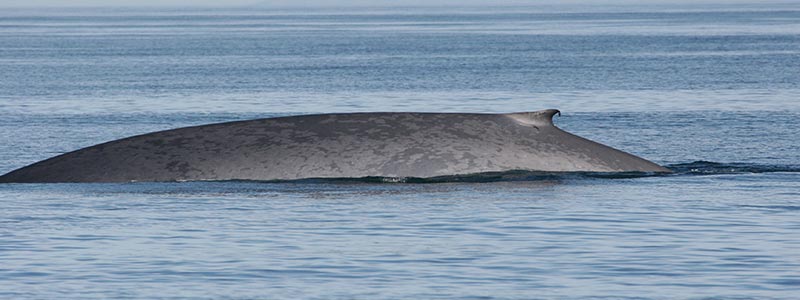 La ballena azul: el gigante de los mares en aguas mexicanas