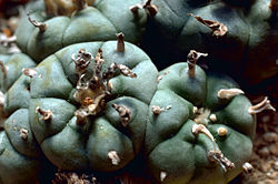 El Peyote: Un cactus raro, mágico y misterioso